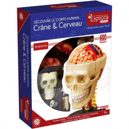 Mgm - Explora - Anatomie Crâne Et Cerveau - Expérience Anatomie