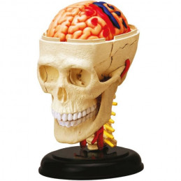 Mgm - Explora - Anatomie Crâne Et Cerveau - Expérience Anatomie